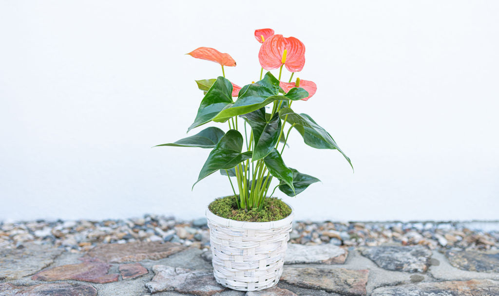 Anthurium - 6 Inch