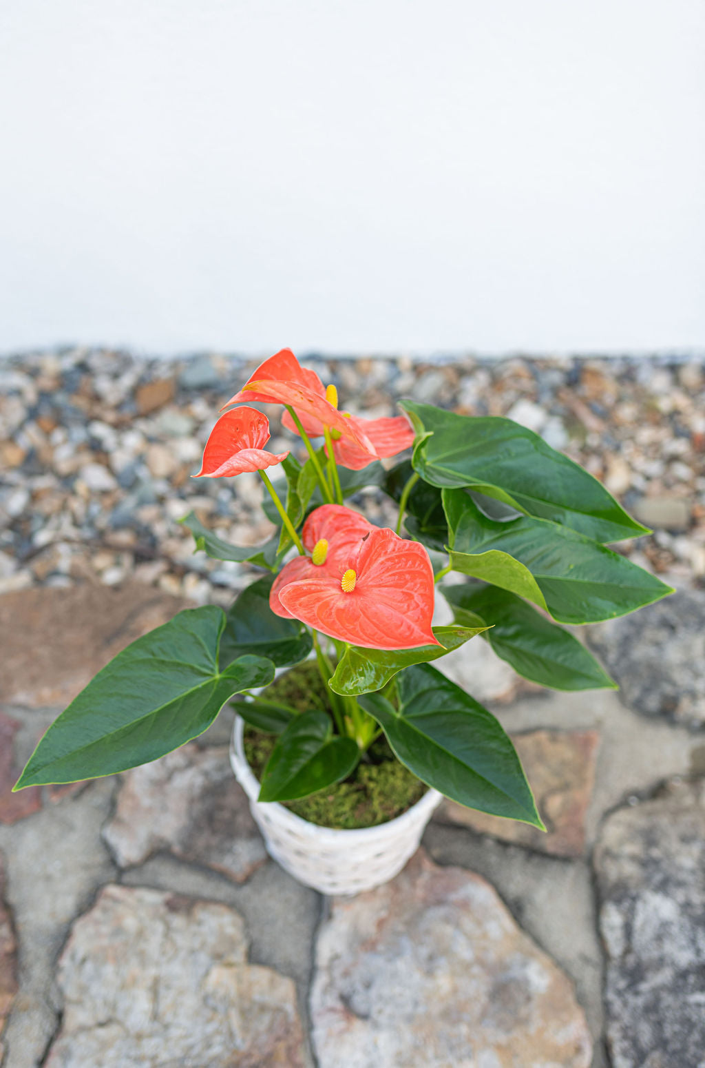 Anthurium - 6 Inch