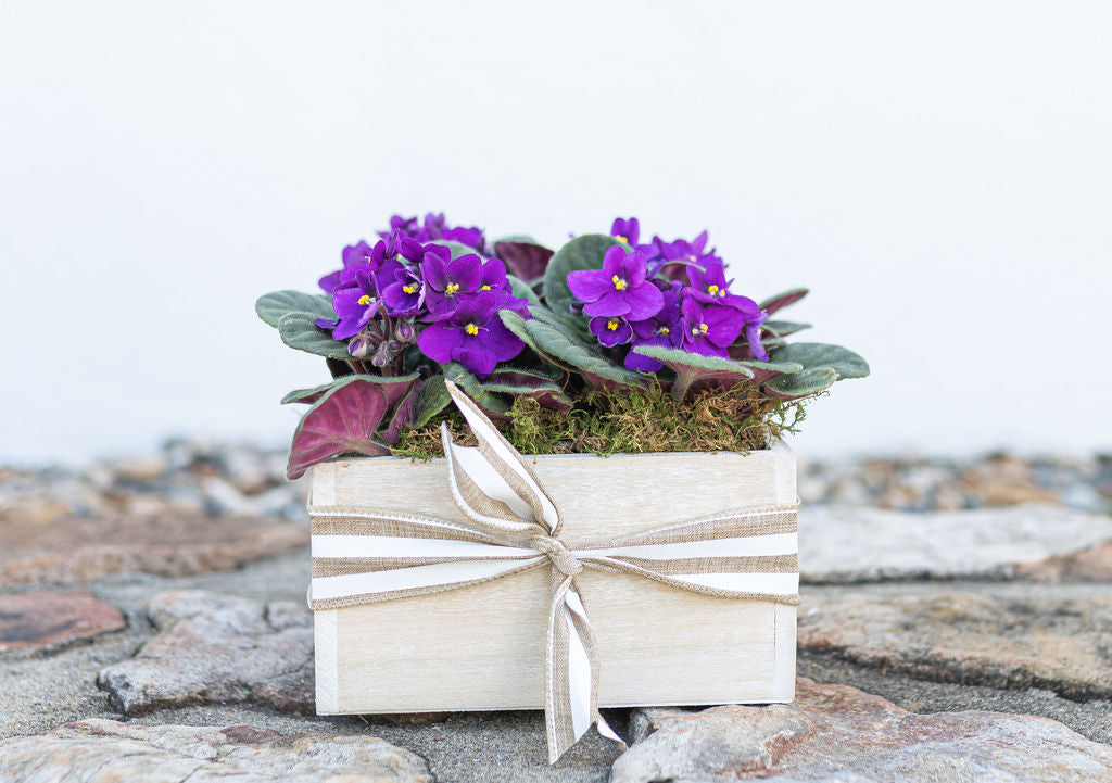 African Violet Box