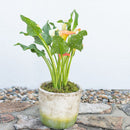 Calla Lily