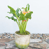 Calla Lily