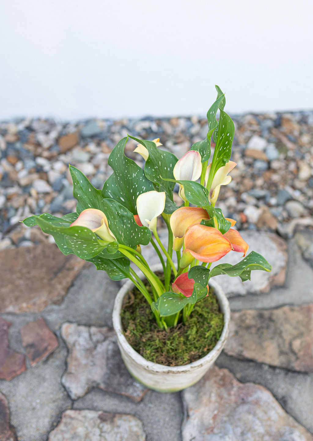 Calla Lily