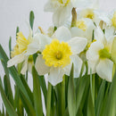 Daffodil 10"