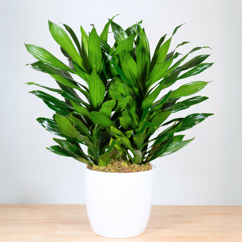dracaena light green Dracaena "Green Jewel"