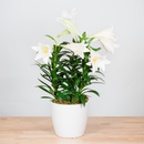 Easter Lily - 6 Inch