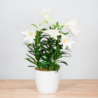 Easter Lily - 6 Inch