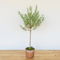 Willow Tree