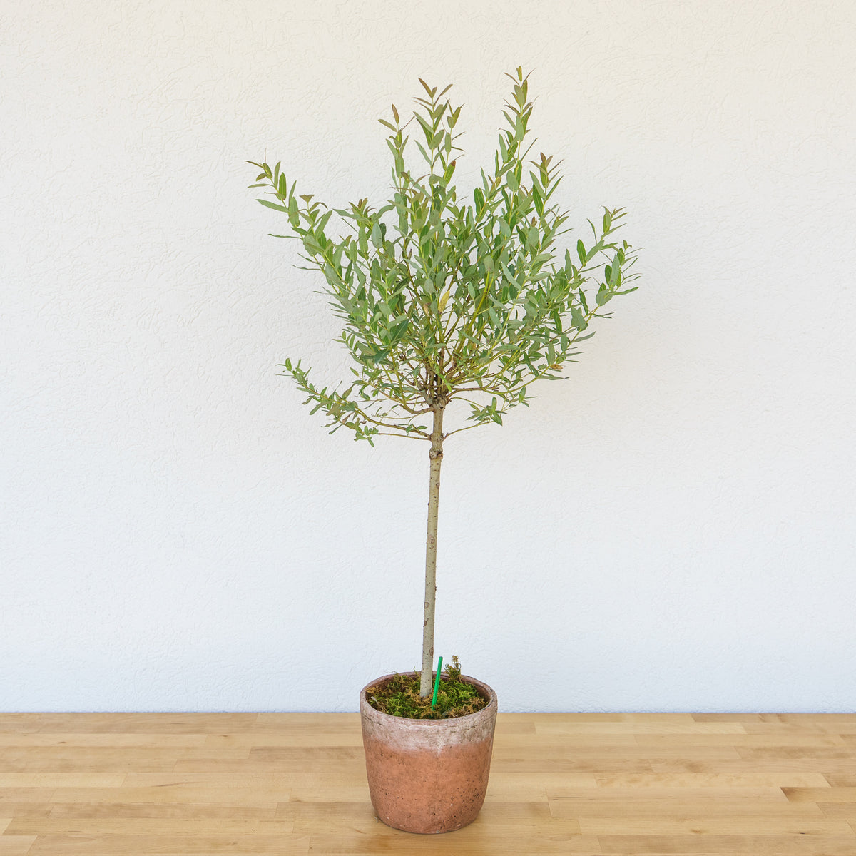 Willow Tree
