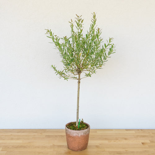 Willow Tree