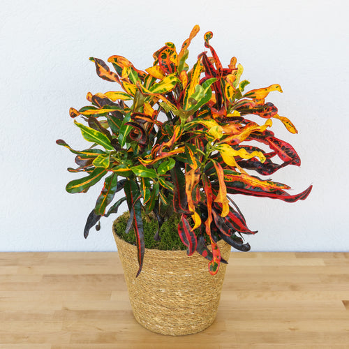 Croton