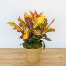 Croton
