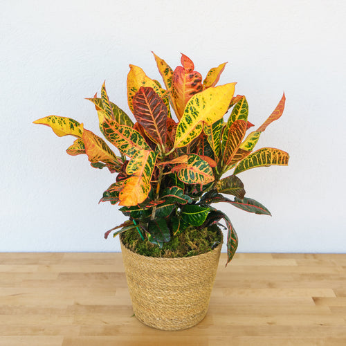 Croton