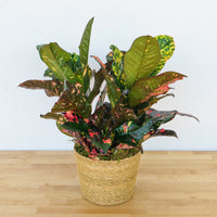 Croton