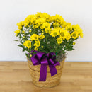 Mum 6"