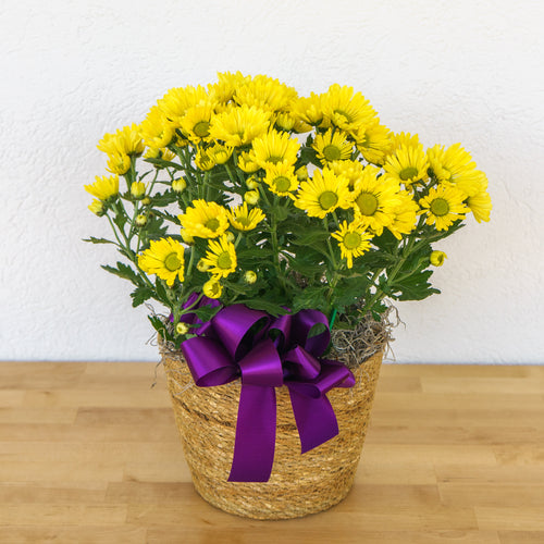 Mum 6"