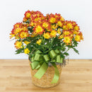 Mum 6"