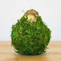 Moss Waxed Amaryllis Bulb