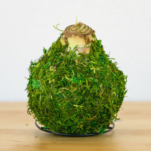 Moss Waxed Amaryllis Bulb