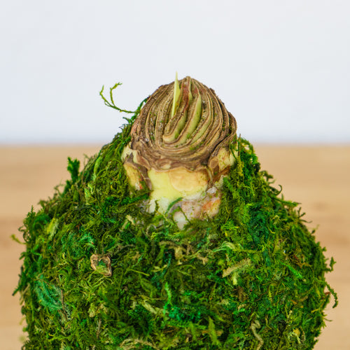 Moss Waxed Amaryllis Bulb