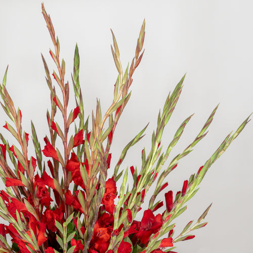 Glorious Gladiolus