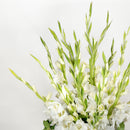 Glorious Gladiolus