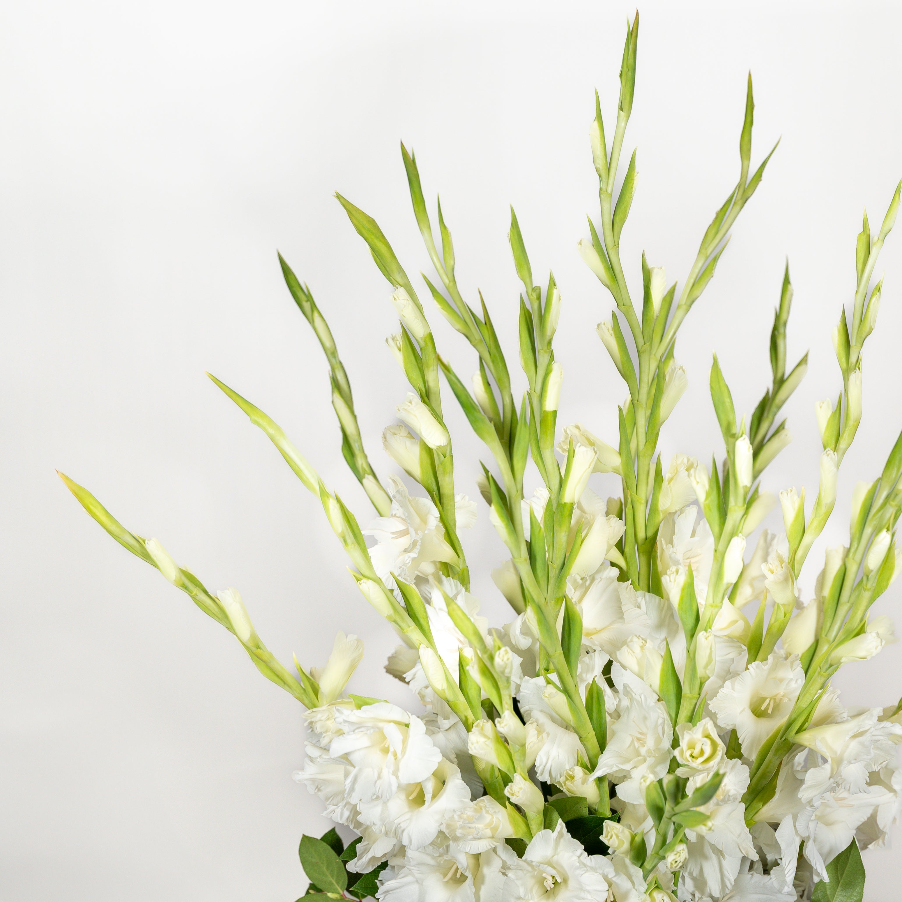 Glorious Gladiolus
