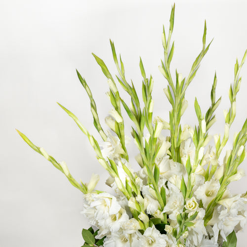 Glorious Gladiolus