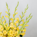 Glorious Gladiolus