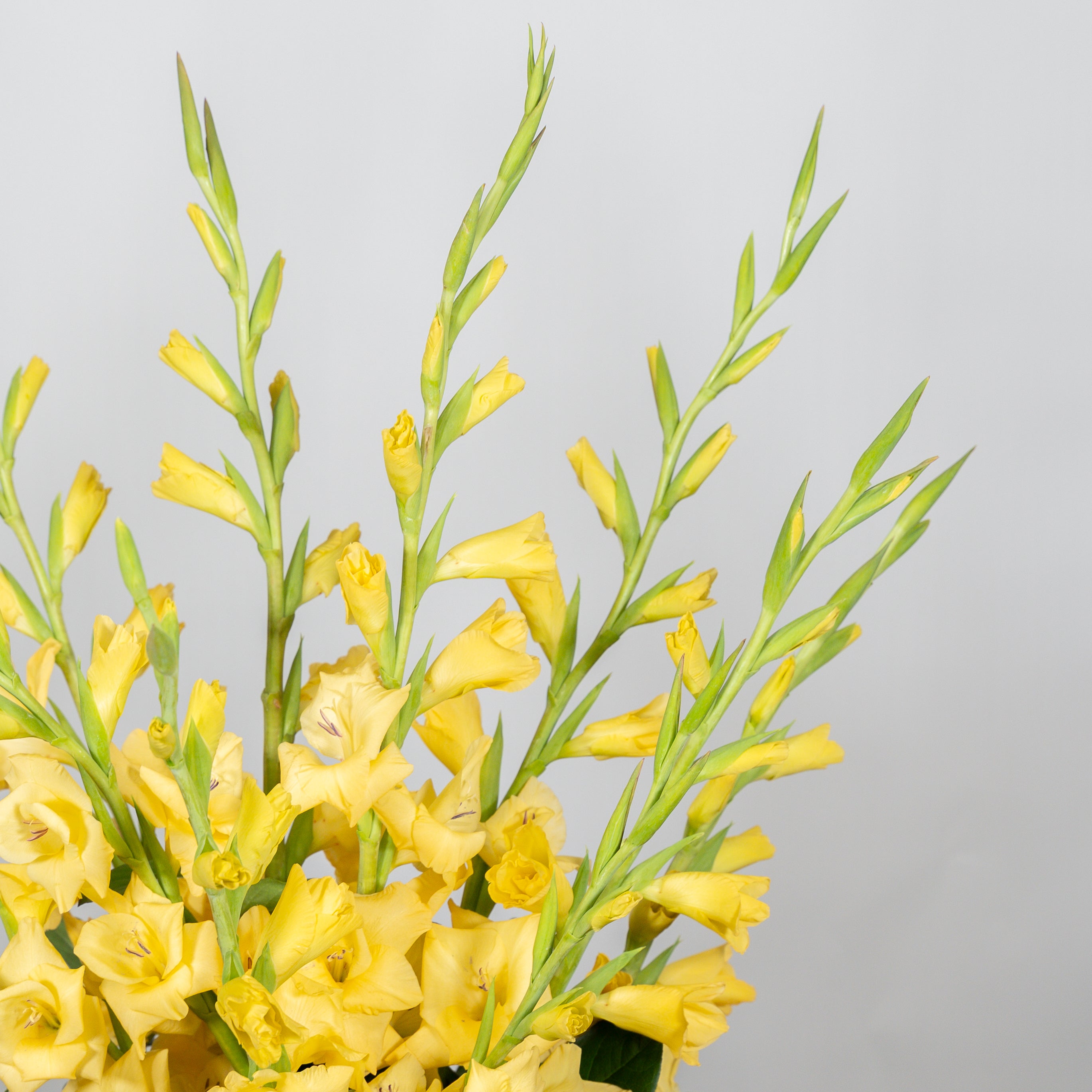 Glorious Gladiolus