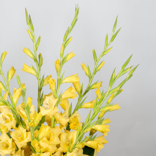 Glorious Gladiolus