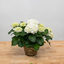 Hydrangea 6.5"
