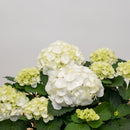 Hydrangea 6.5"