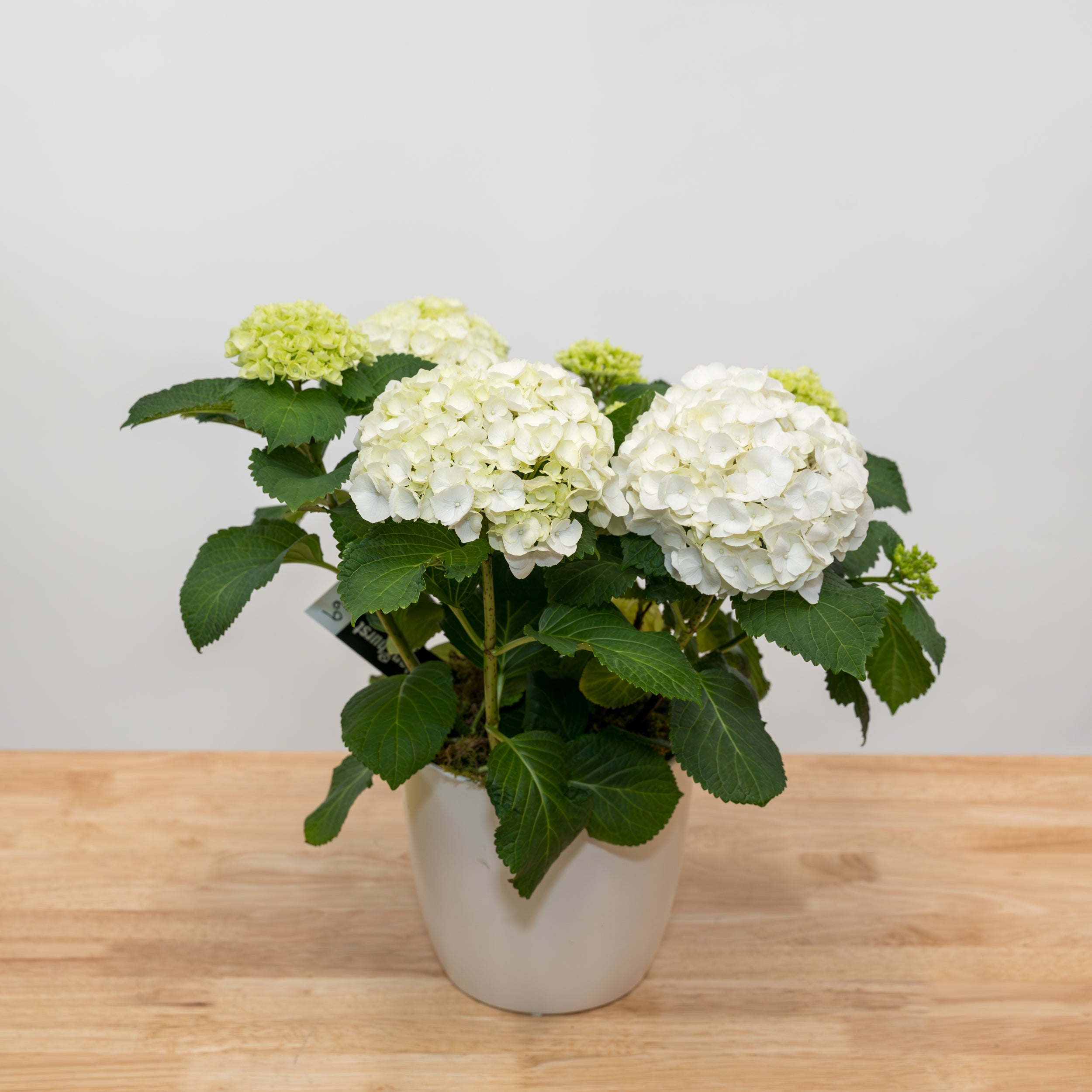 Hydrangea 6.5"