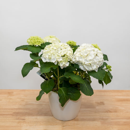 Hydrangea 6.5"