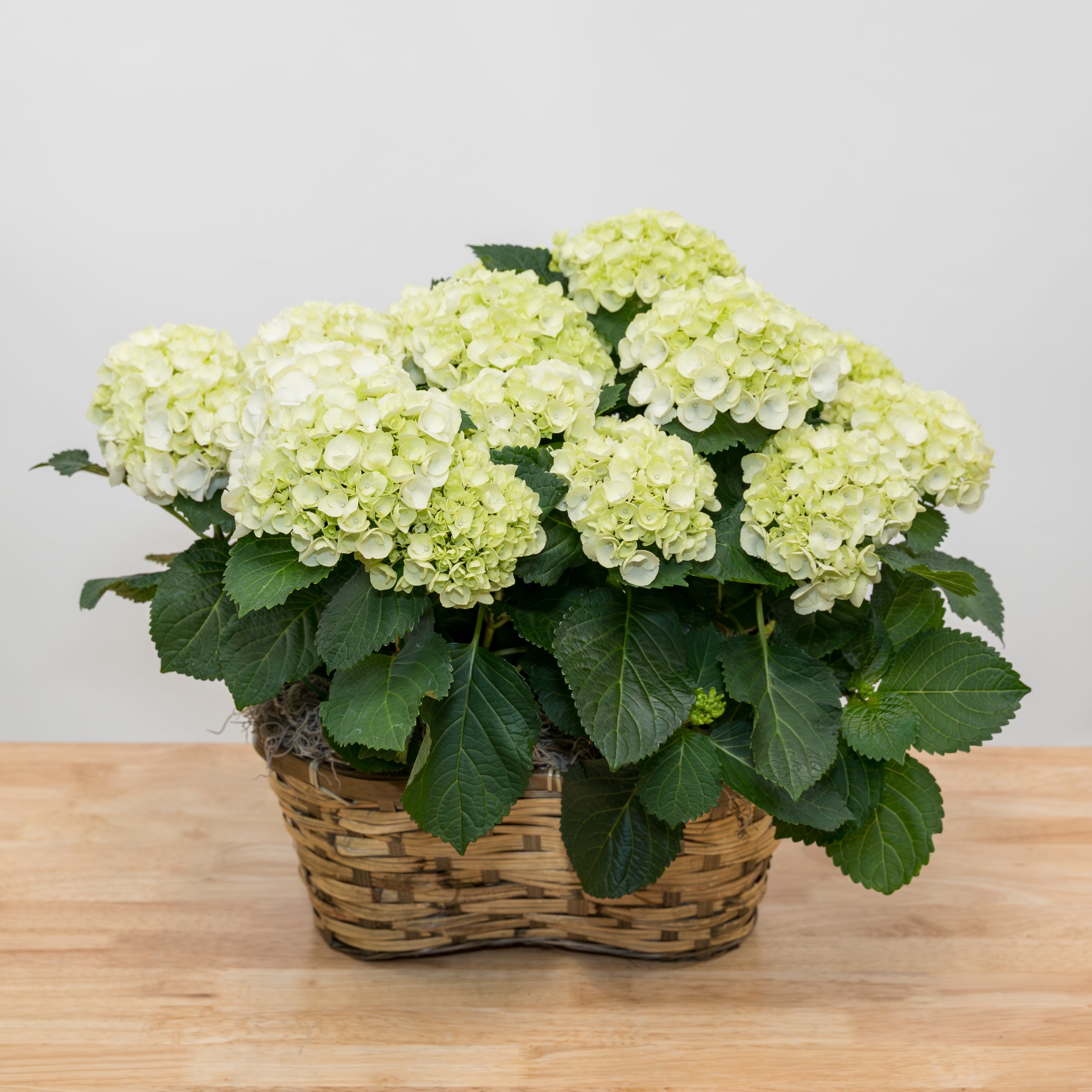 Hydrangea Double Basket