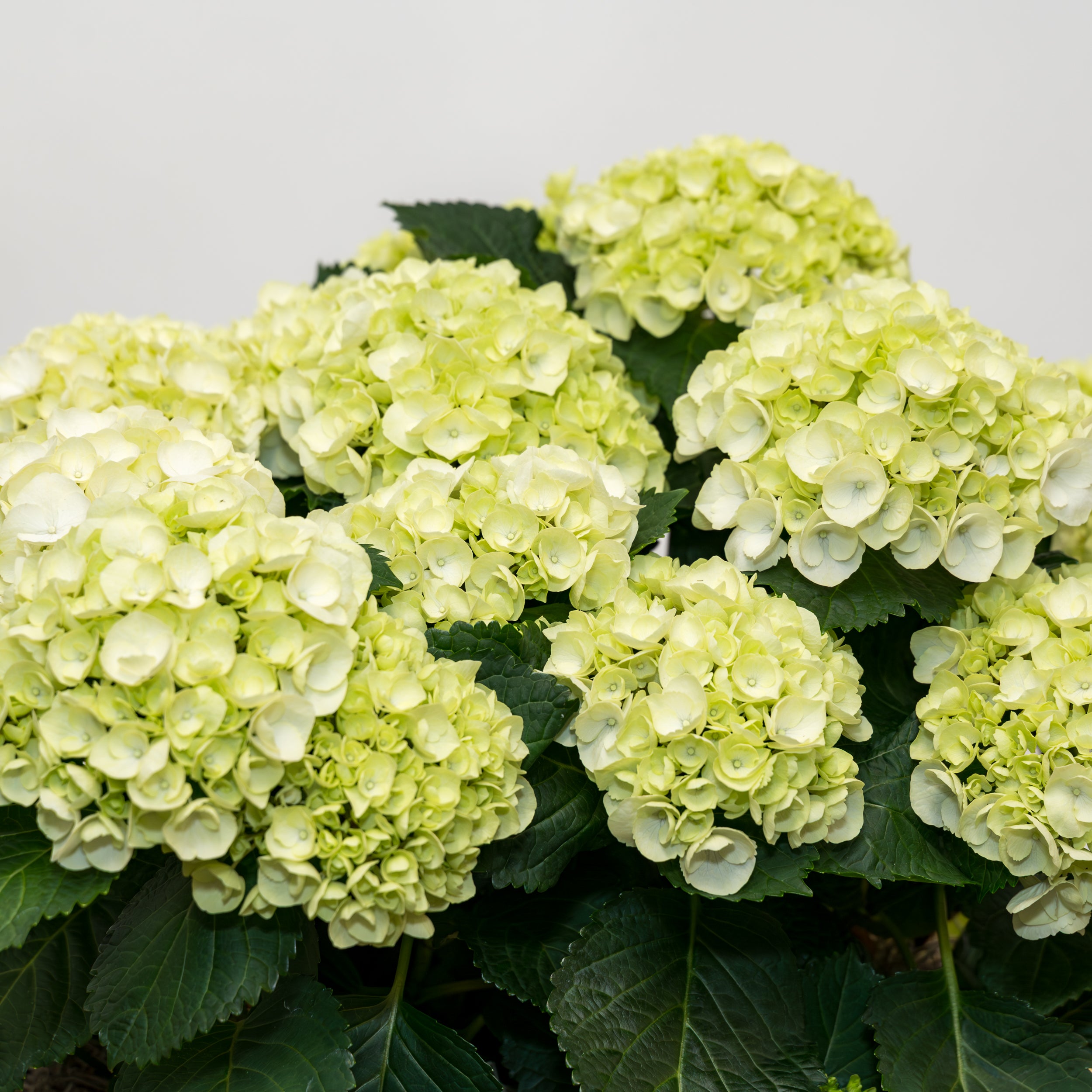 Hydrangea Double Basket