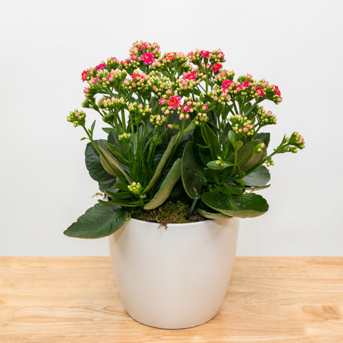 kalanchoe house plant Kalanchoe 6" – Tipton & Hurst