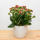 Kalanchoe 6"