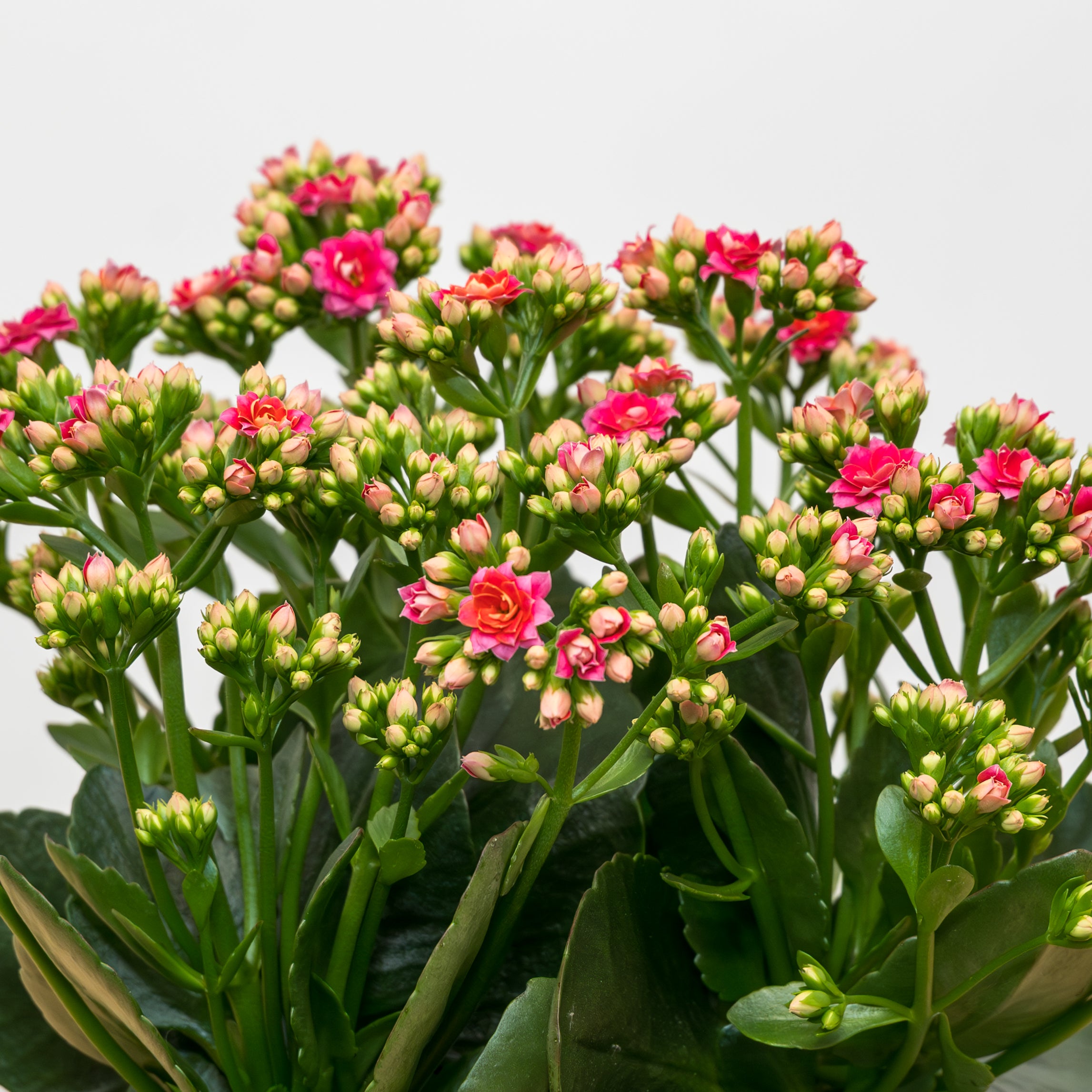 kalanchoe succulent with pink flowers Kalanchoes 6” pot
