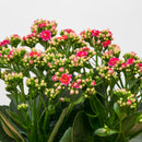 Kalanchoe 6"
