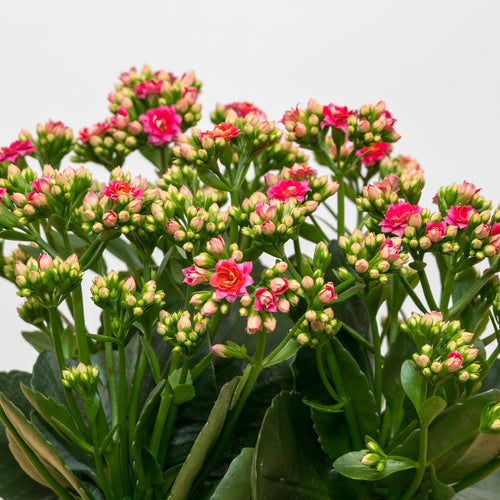 Kalanchoe 6"