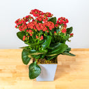 Summer Kalanchoe
