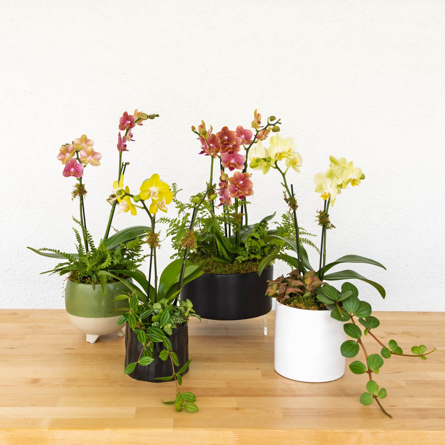 Mini Orchid Garden