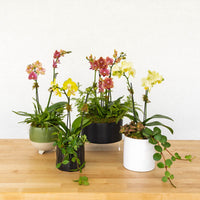 Mini Orchid Garden