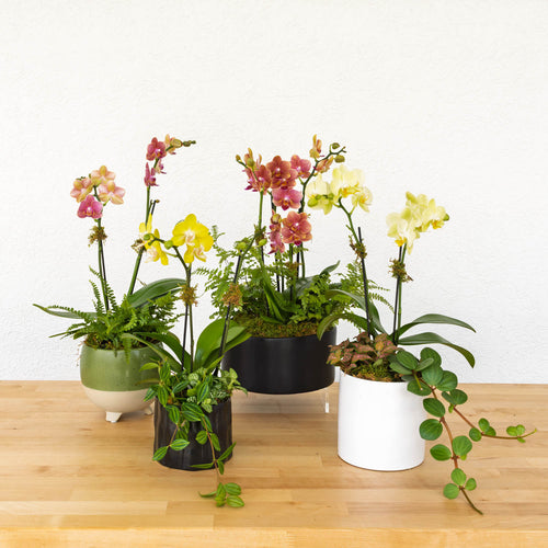 Mini Orchid Garden