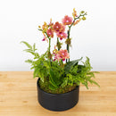 Mini Orchid Garden