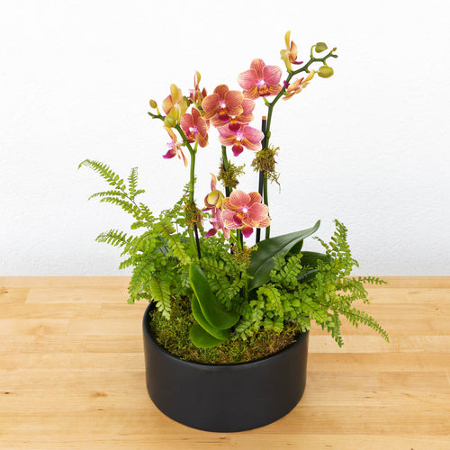 Mini Orchid Garden