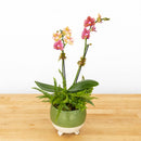 Mini Orchid Garden