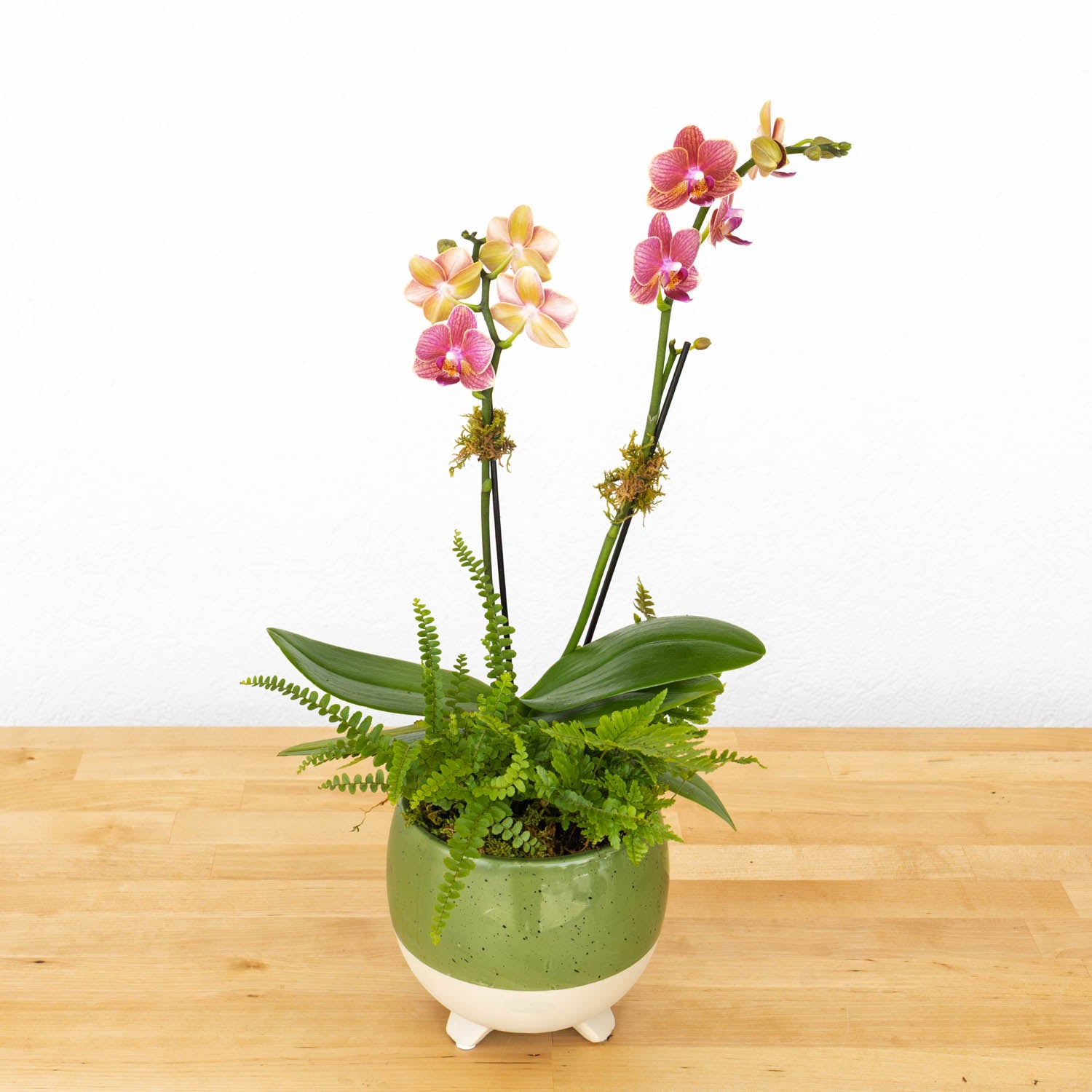 Mini Orchid Garden