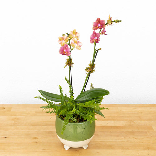 Mini Orchid Garden